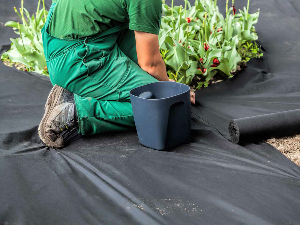 Cover-it-with-a-plastic-sheet How to get rid of clover so that it doesn't appear again