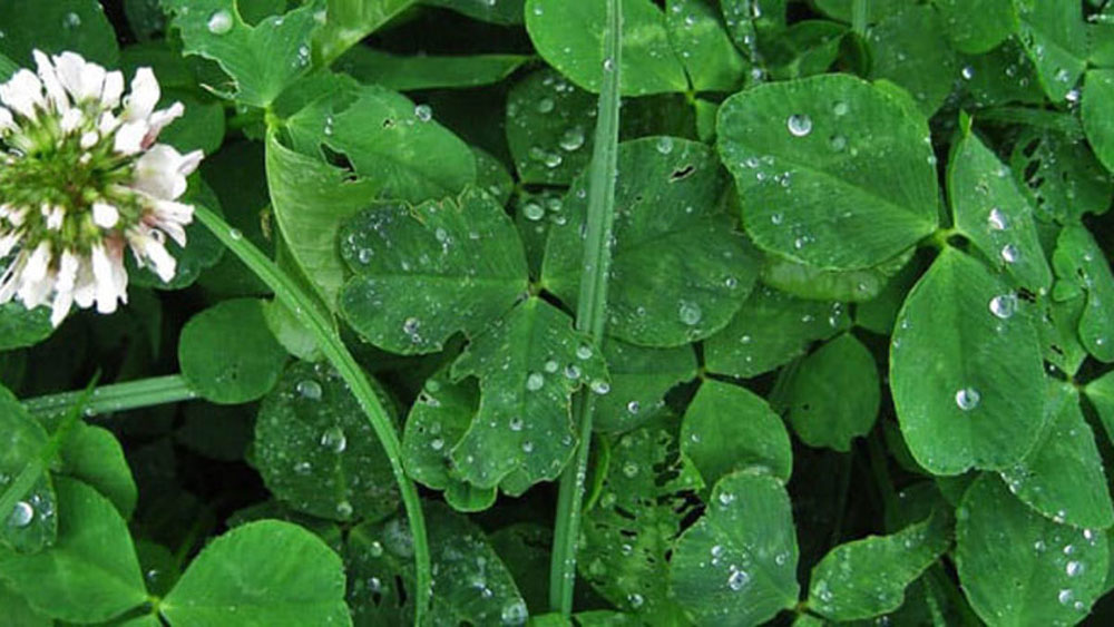 Identifying-Clover-in-Your-Lawn How to get rid of clover so that it doesn't appear again