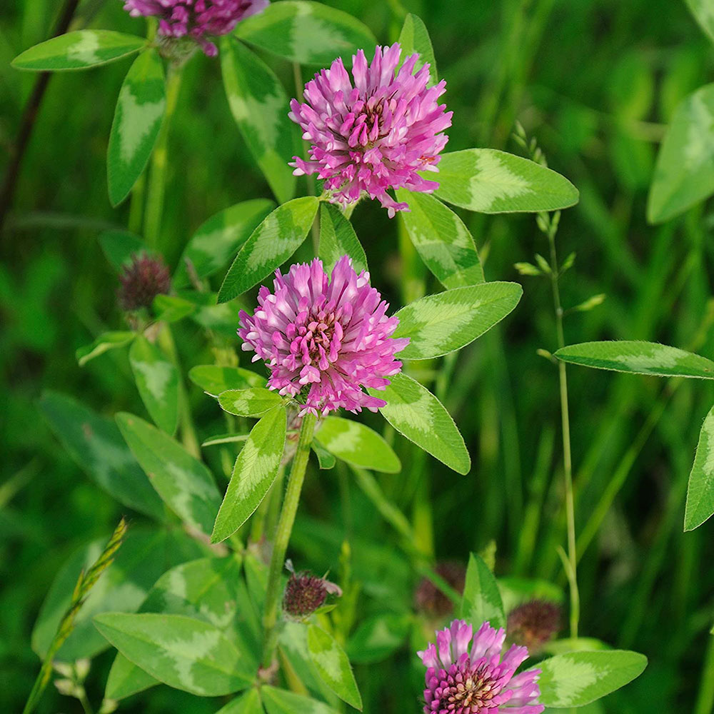 Red-Clover How to get rid of clover so that it doesn't appear again