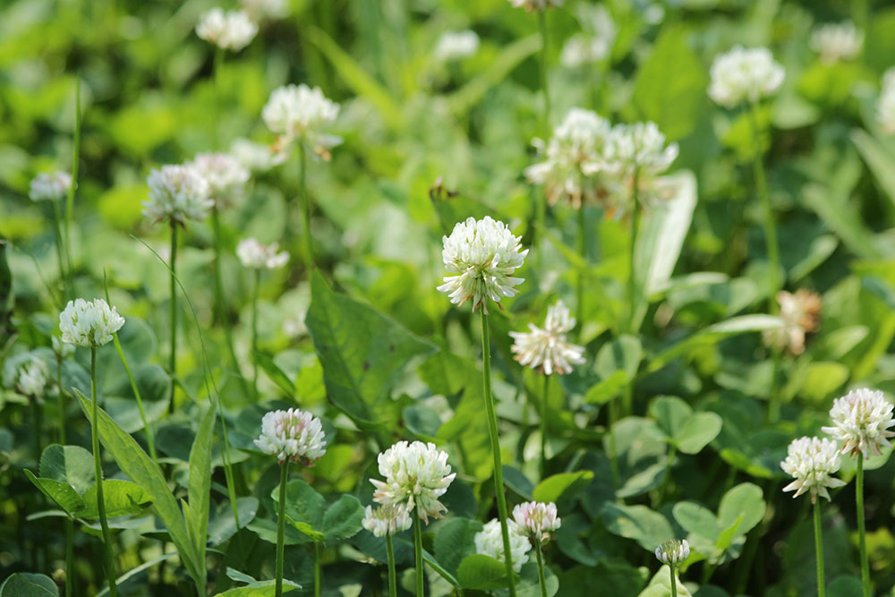 White-Clover How to get rid of clover so that it doesn't appear again