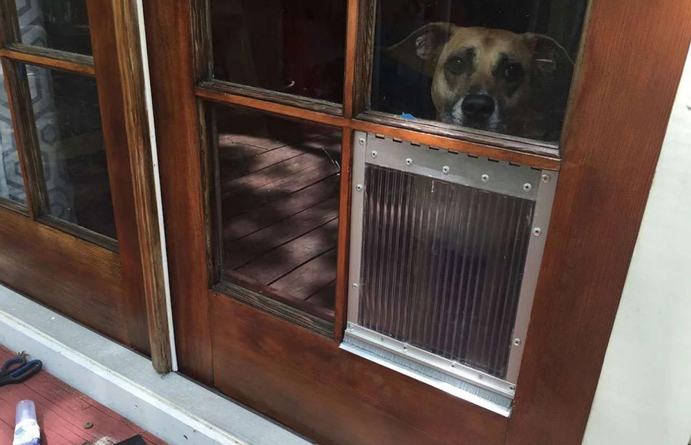 howchoo DIY dog door examples you can build for your pup