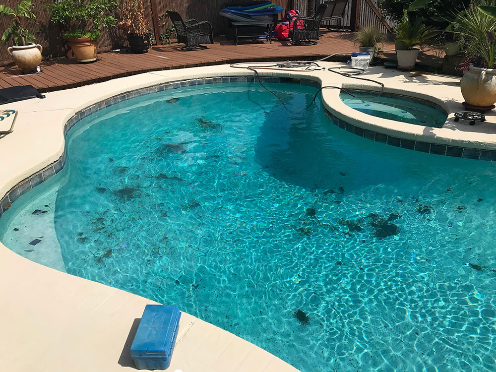 Black-algae What causes algae in a swimming pool and how to get rid of them