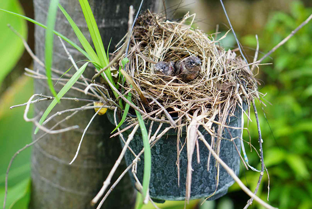 Eliminate-bird-nests How to keep birds away from the swimming pool