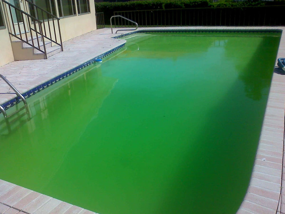 Green-algae What causes algae in a swimming pool and how to get rid of them