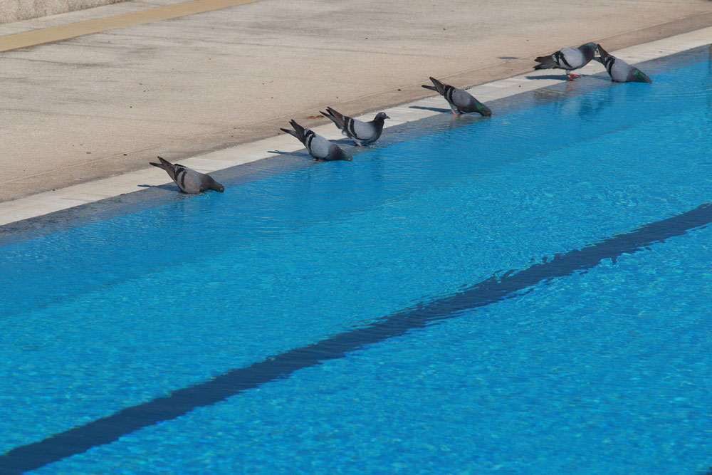 How-to-keep-birds-away-from-swimming-pool How to keep birds away from the swimming pool