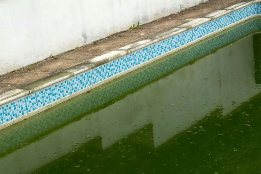 Reasons-for-algae-growth How do you clean a green swimming pool?