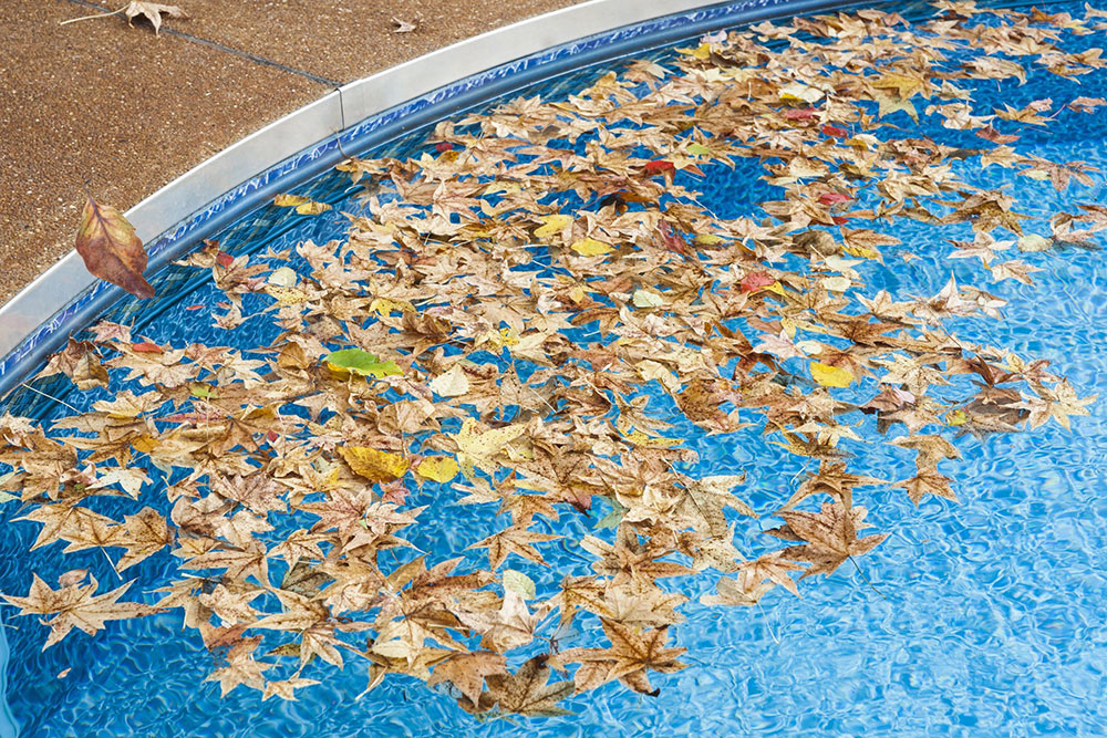 The-Shrubs-_-Other-Over-Hanging-Items2 How to clean a swimming pool after winter