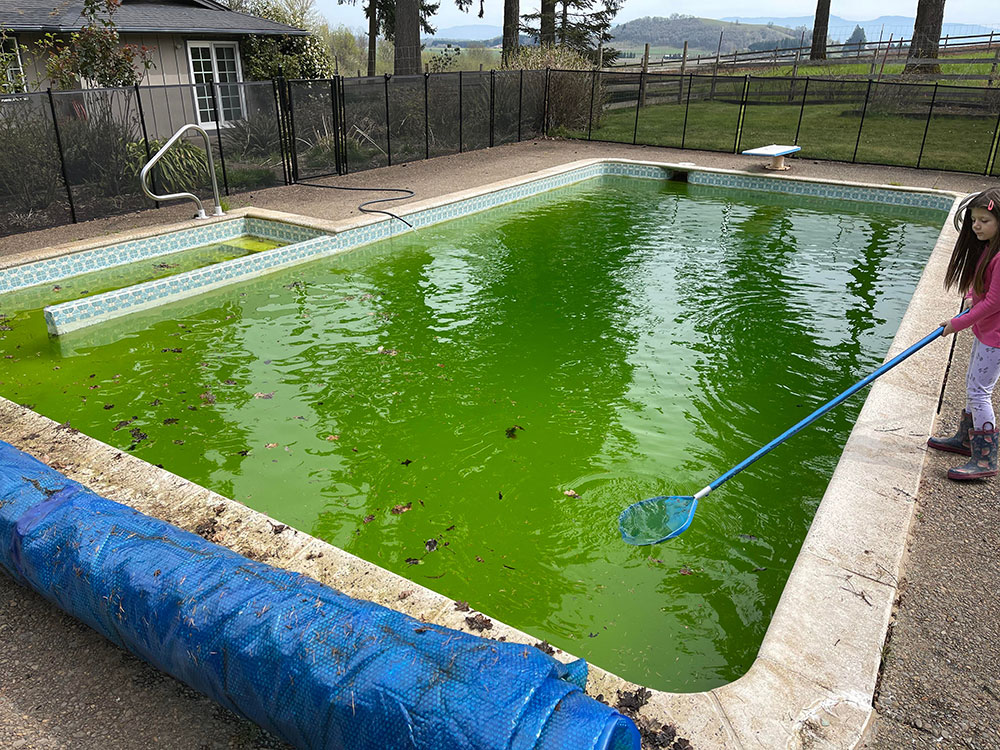 Weather-change How do you clean a green swimming pool?
