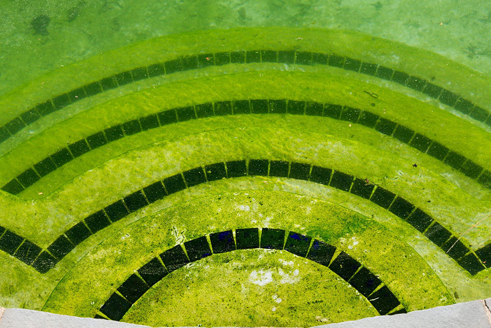 Yellow-algae What causes algae in a swimming pool and how to get rid of them