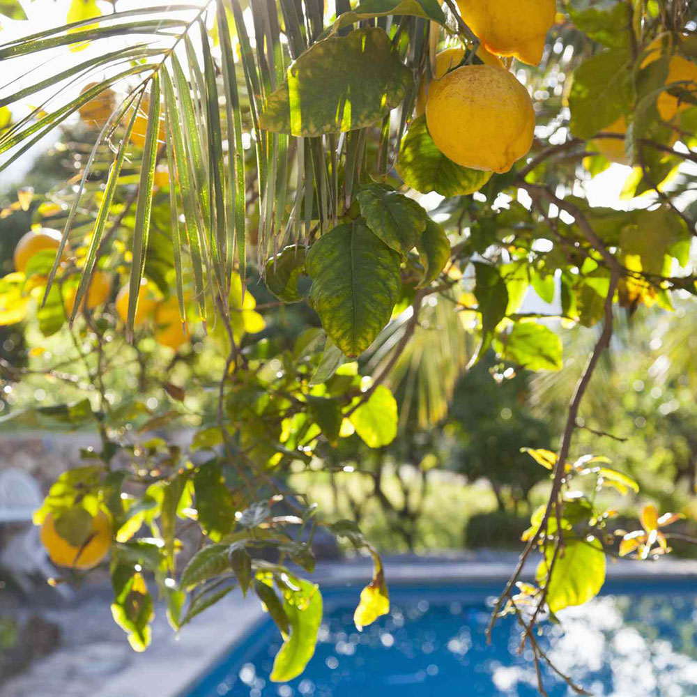 fruits How to keep birds away from the swimming pool