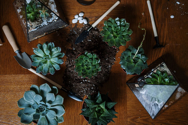 h2 4 Houseplants To Lively Up Your Living Space