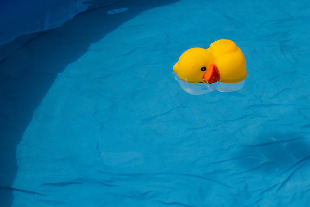uc How to keep ducks out of the swimming pool