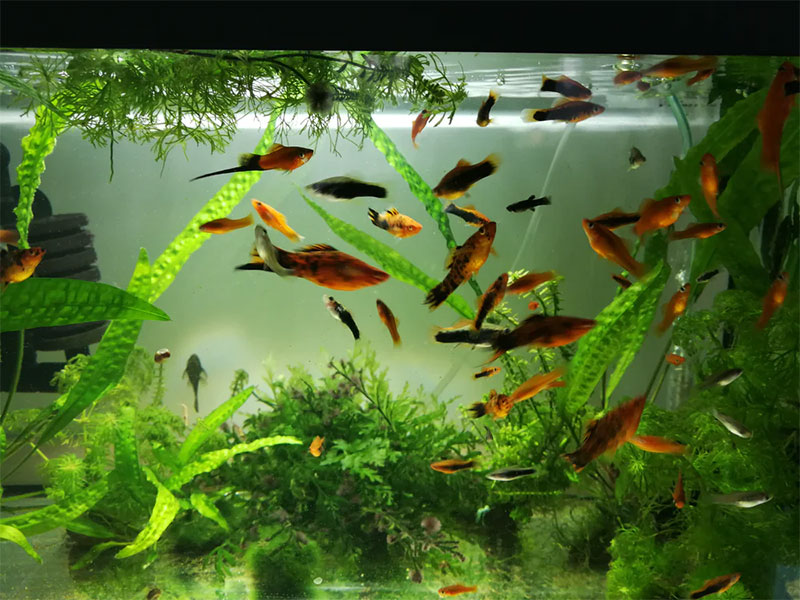2-13 How To Properly Take Care Of Your Fish And Their Aquarium
