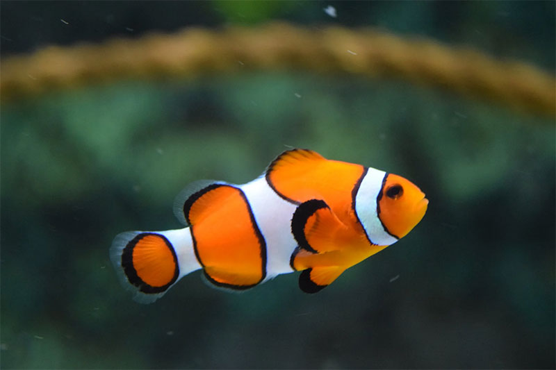 2-9 Interesting Facts About The Fish We Keep In Aquariums