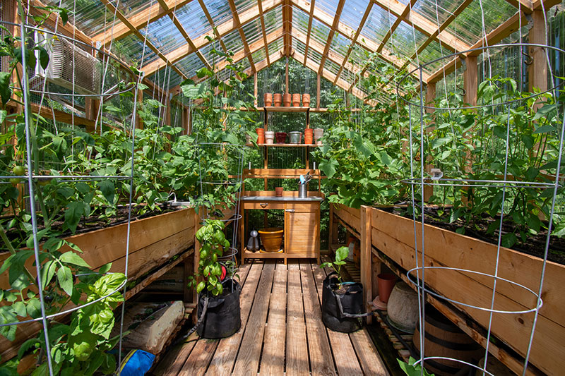 AdobeStock_360226829 6 Advantages Of A Wooden Greenhouse