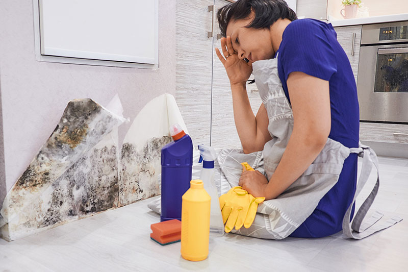 AdobeStock_204673184 How To Get Rid Of House Mold And Prevent It From Growing Back