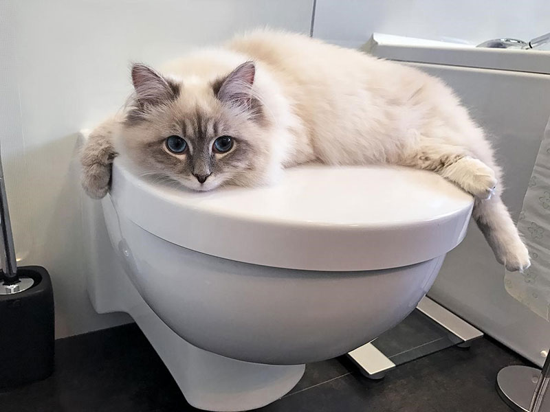 3-2 How to Create a Pet-Friendly Bathroom