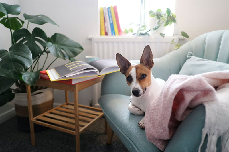 2 Living With A Dog? Here Are Some Interior Designing Tips