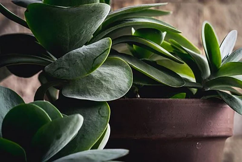 p2 6 Of The Most Popular Indoor Plants That Are Easy To Grow