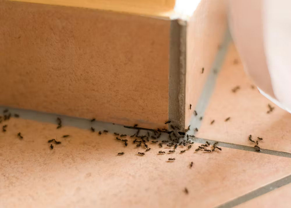 ants How To Get Rid Of Ants In The Kitchen Quickly