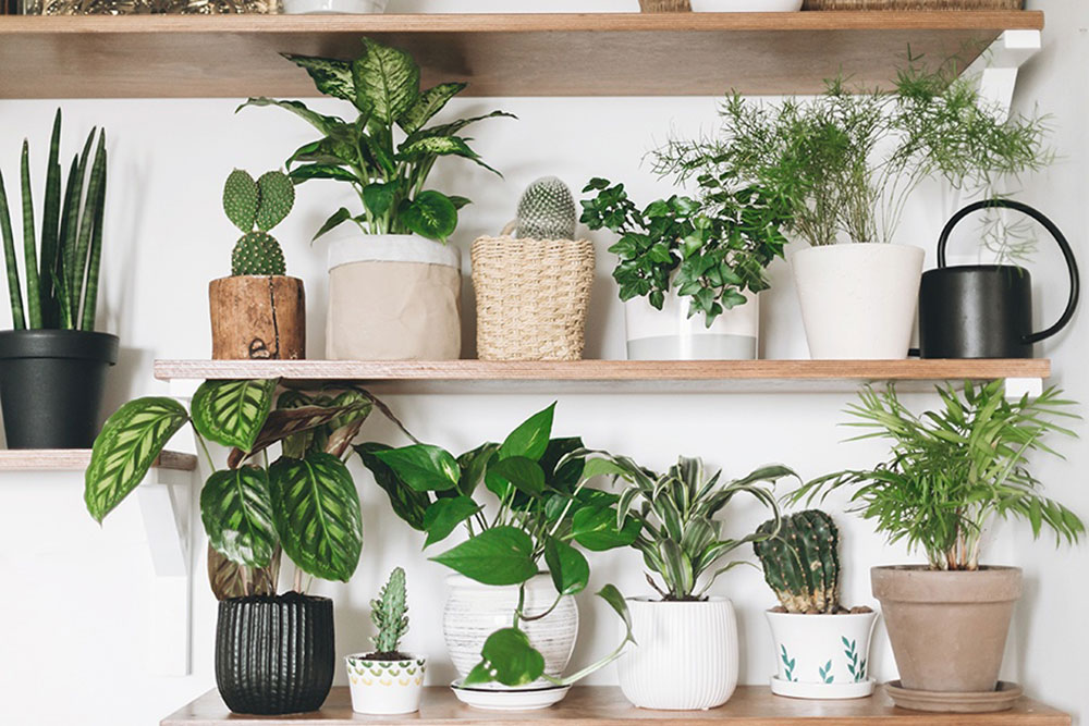 house-plants How To Get Rid Of Ants In The Kitchen Quickly