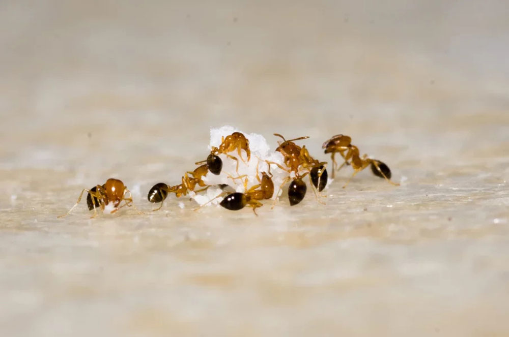where-the-ants-come-from How To Get Rid Of Ants In The Kitchen Quickly