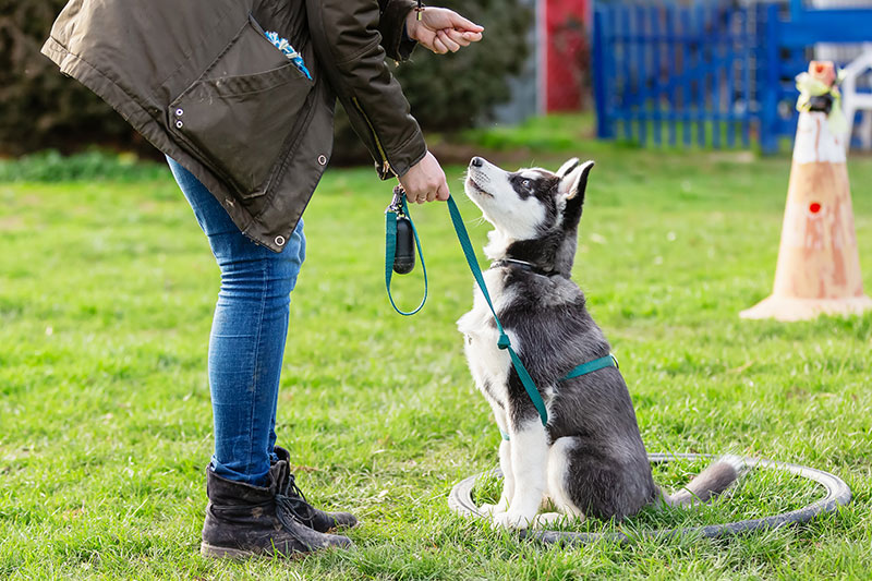 AdobeStock_282473421 The Basics Of Guard Dog Training For Home Security