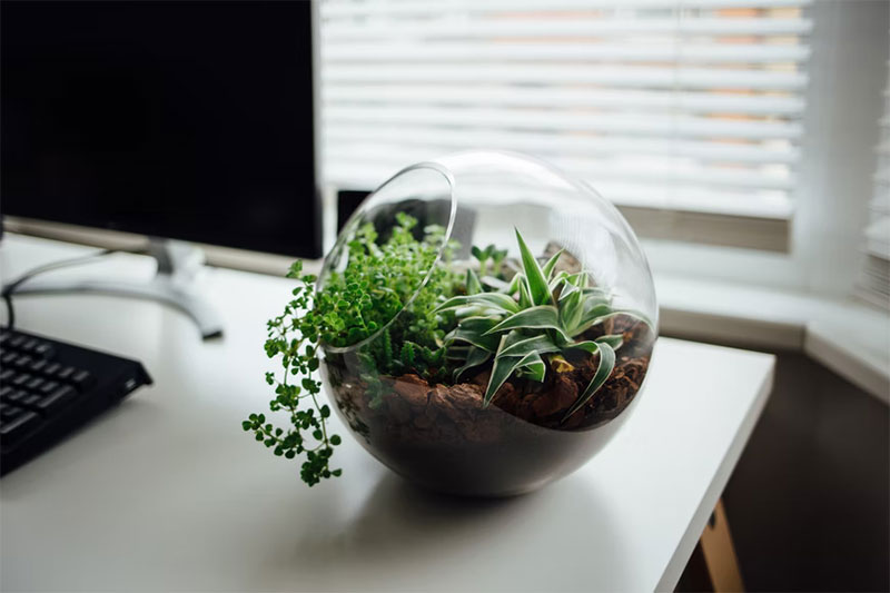 t2-1 How To Find The Top Terrarium: Most Useful Tips