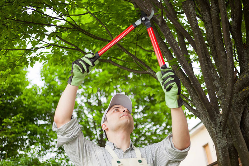 AdobeStock_70492702 How To Keep Your Trees In Good Shape