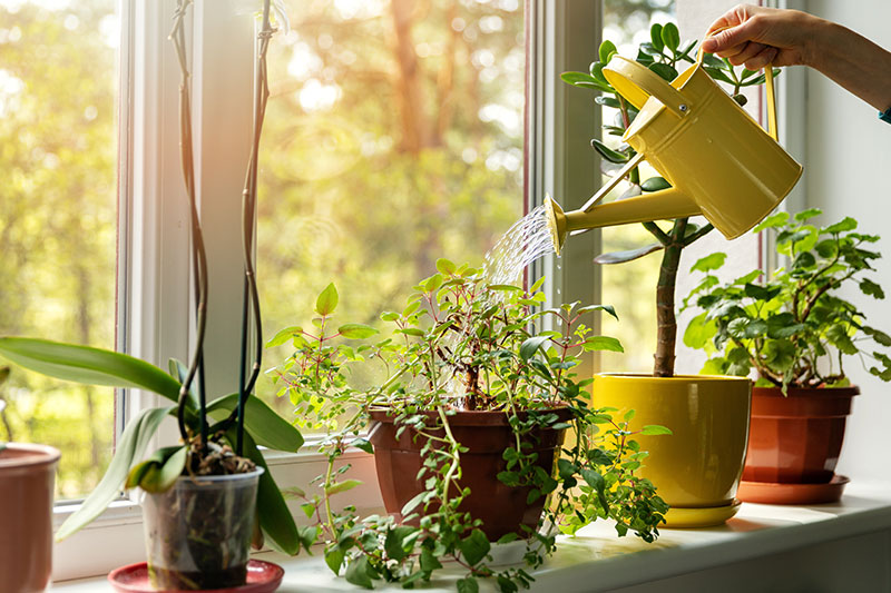 AdobeStock_265791829 10 Tips To Keep Your Indoor Plants Alive And Healthy